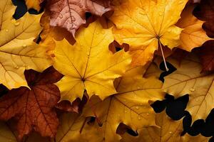 la nature l'automne toile, Jaune et rouge érable feuilles gracieusement descendant ai généré photo