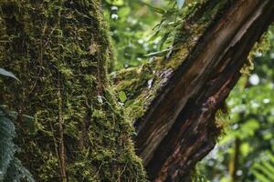 texture de bois trop développé avec mousse sur arbre tronc dans forêt photo