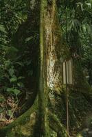 arbre tronc dans dense tropical forêt tropicale de costa rica photo