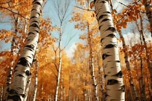 l'automne palette vient vivant dans le radiant bouleau forêt sur une ensoleillé après midi ai généré photo