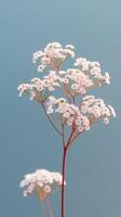 bébé souffle fleurs gypsophile paniquer flou Contexte. ai généré photo