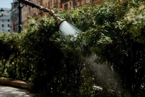 industriel arrosage de les plantes. photo