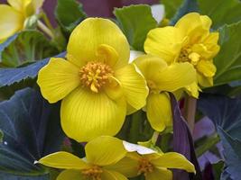 fleurs de souci jaune vif caltha palustris photo