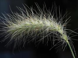 Gros plan de l'herbe ornementale plume avec un fond sombre photo