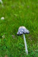 champignons vénéneux champignon vénéneux pâle dans l'herbe.