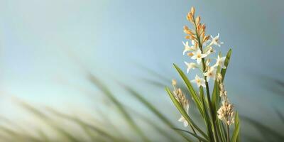 beauté asphodèle fleur, jardin décoration, copie espace flou arrière-plan, ai généré photo