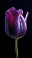 violet tulipe tulipa fleur fond d'écran Contexte. ai généré photo