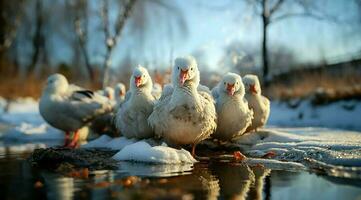 une bouquet de blanc oies en marchant photo