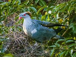 chignon Pigeon dans Australie photo