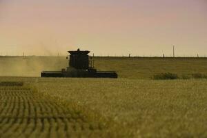 moissonneuse machine, récolte dans le argentin campagne, buenos aires province, Argentine. photo