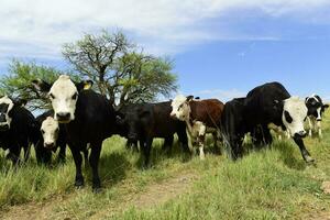 bouvillons nourris sur pâturage, la pampa, Argentine photo