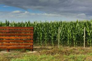 champ de blé dans buenos aires province, Argentine photo