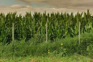 champ de blé dans buenos aires province, Argentine photo