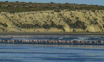 flamants roses, péninsule valdés, patagonie, Argentine photo