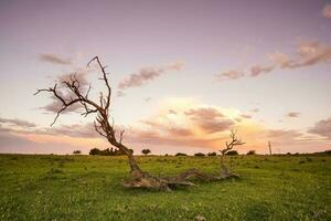 paysage dans la la pampa Argentine à coucher de soleil, la la pampa province, patagonie, Argentine. photo