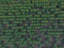 tournesol cultivation, aérien voir, dans pampa région, Argentine photo