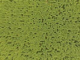 tournesol cultivation, aérien voir, dans pampa région, Argentine photo