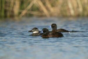 Lac canard dans pampa lagune environnement, la la pampa province, patagonie , Argentine. photo