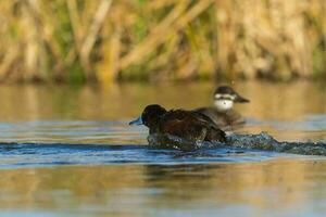 Lac canard dans pampa lagune environnement, la la pampa province, patagonie , Argentine. photo