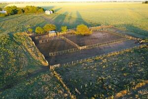 bétail élevage dans pampa campagne, la la pampa province, Argentine. photo