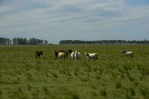 troupeau de les chevaux dans le campagne, la la pampa province, patagonie, Argentine. photo