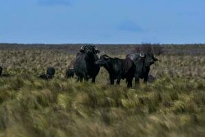 l'eau buffle, bubale bubale, espèce introduit dans Argentine, la la pampa province, patagonie. photo