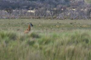 lama animal, , dans prairie environnement, la pampa, patagonie, Argentine photo