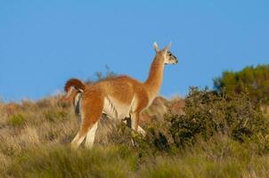 guanacos dans Lihue calel nationale parc, la pampa, patagonie, Argentine. photo