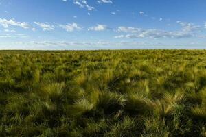 pampa herbe paysage, la la pampa province, patagonie, Argentine. photo