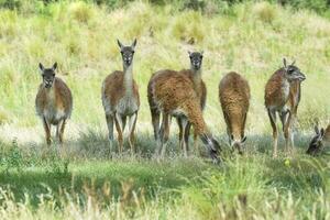 lama animal, , dans pampa prairie environnement, la la pampa province, patagonie, Argentine photo