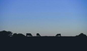 vaches silhouettes pâturage, la pampa, patagonie, Argentine. photo