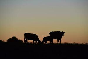 vaches pâturage à coucher de soleil, buenos aires province, Argentine. photo