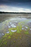 salpêtre sur le sol de une lagune dans une semi désert environnement, la la pampa province, patagonie, Argentine. photo