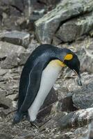 empereur pingouin,apténodytes forsteri, dans Port lockroy, plus goudier île, Antarctique. photo