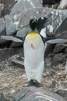 empereur pingouin,apténodytes forsteri, dans Port lockroy, plus goudier île, Antarctique. photo