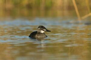 Lac canard dans pampa lagune environnement, la la pampa province, patagonie , Argentine. photo