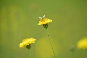 abeille sur une sauvage fleur, patagonie photo