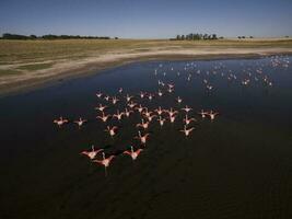 flamants roses dans patagonie , aérien vue photo