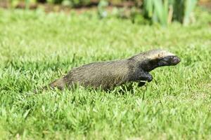 peu grison dans herbe environnement, patagonie, Argentine photo