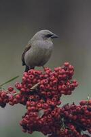 oiseau en mangeant rouge fruits, patagonie Argentine photo