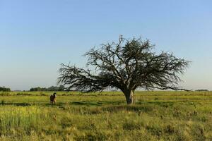 cheval et solitaire arbre dans pampa paysage photo