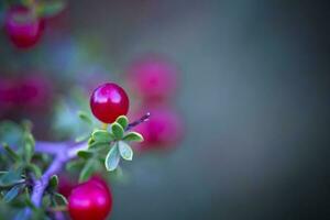 petit rouge sauvage des fruits dans le pampa forêt, patagonie, Argentine photo