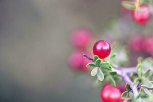 petit rouge sauvage des fruits dans le pampa forêt, patagonie, Argentine photo