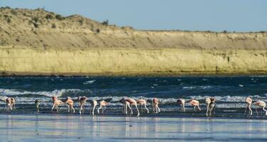 flamants roses alimentation à faible marée, péninsule valdés, patagonie, Argentine photo