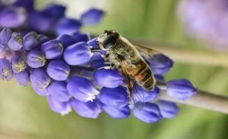 abeille polliniser fleurs, patagonie, Argentine photo