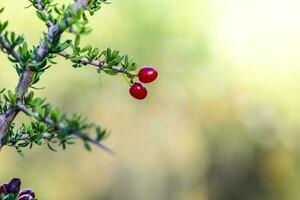 rouge sauvage des fruits, dans patagonie forêt, Argentine photo