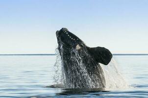 du sud droite baleine, saut comportement, puerto Madryn, patagonie, Argentine photo