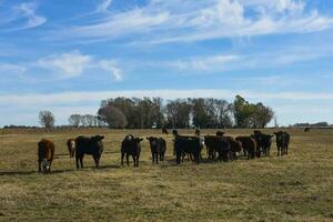 bétail troupeau dans argentin campagne, la la pampa province, patagonie, Argentine. photo