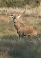 rouge cerf homme, pendant rut, la pampa, Argentine, parque luro la nature réserve photo