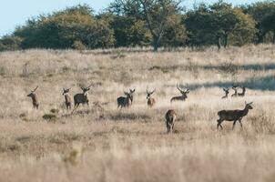 rouge cerf troupeau dans calden forêt, la pampa, Argentine. photo